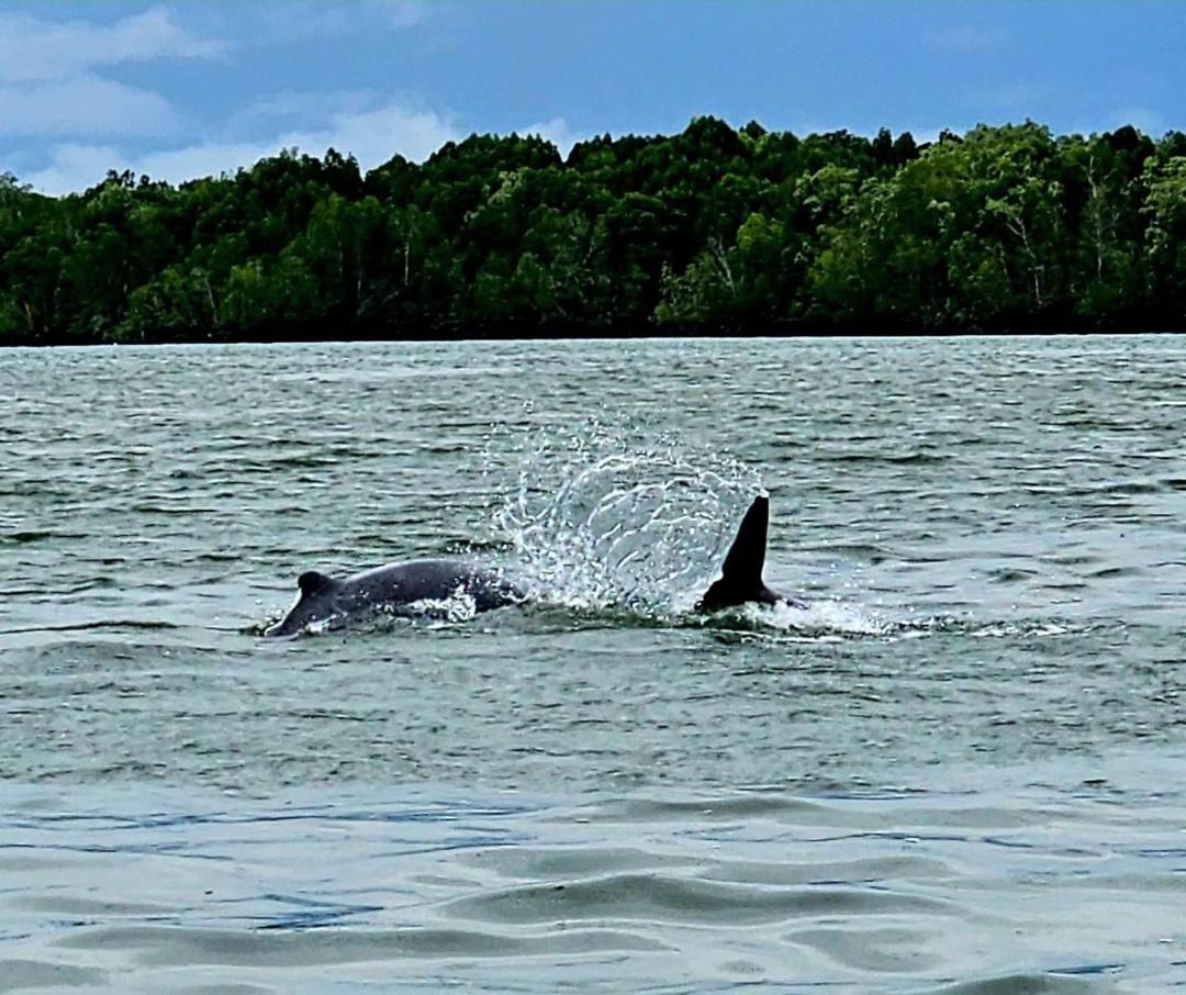 Dolphins & Satang Island Day Trip