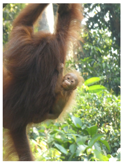 5D4N Wildlife of Borneo