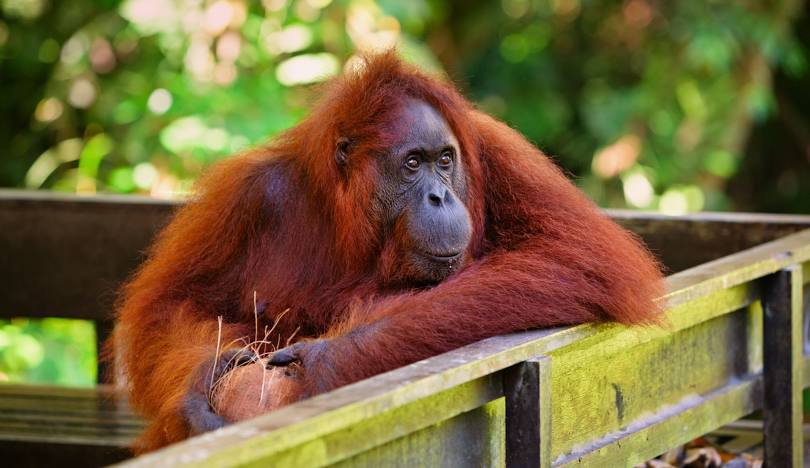 Semenggoh Orang Utan Half-Day